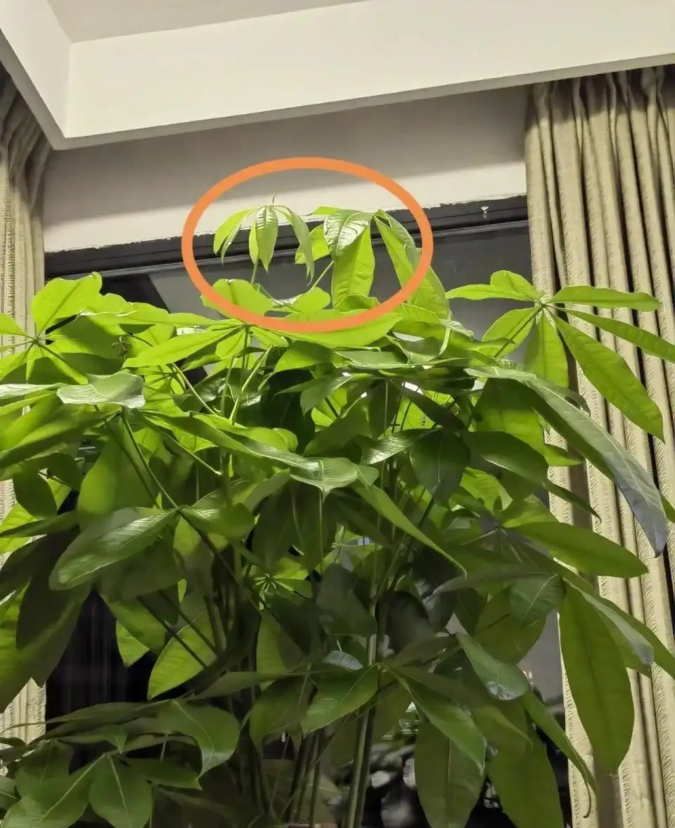 養發財樹,有2個技巧,發芽更多,長得枝葉茂盛四季常綠財運旺