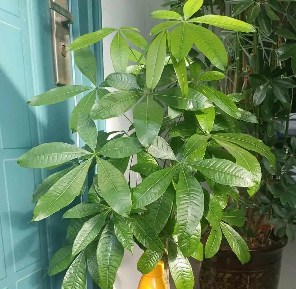養發財樹,有2個技巧,發芽更多,長得枝葉茂盛四季常綠財運旺
