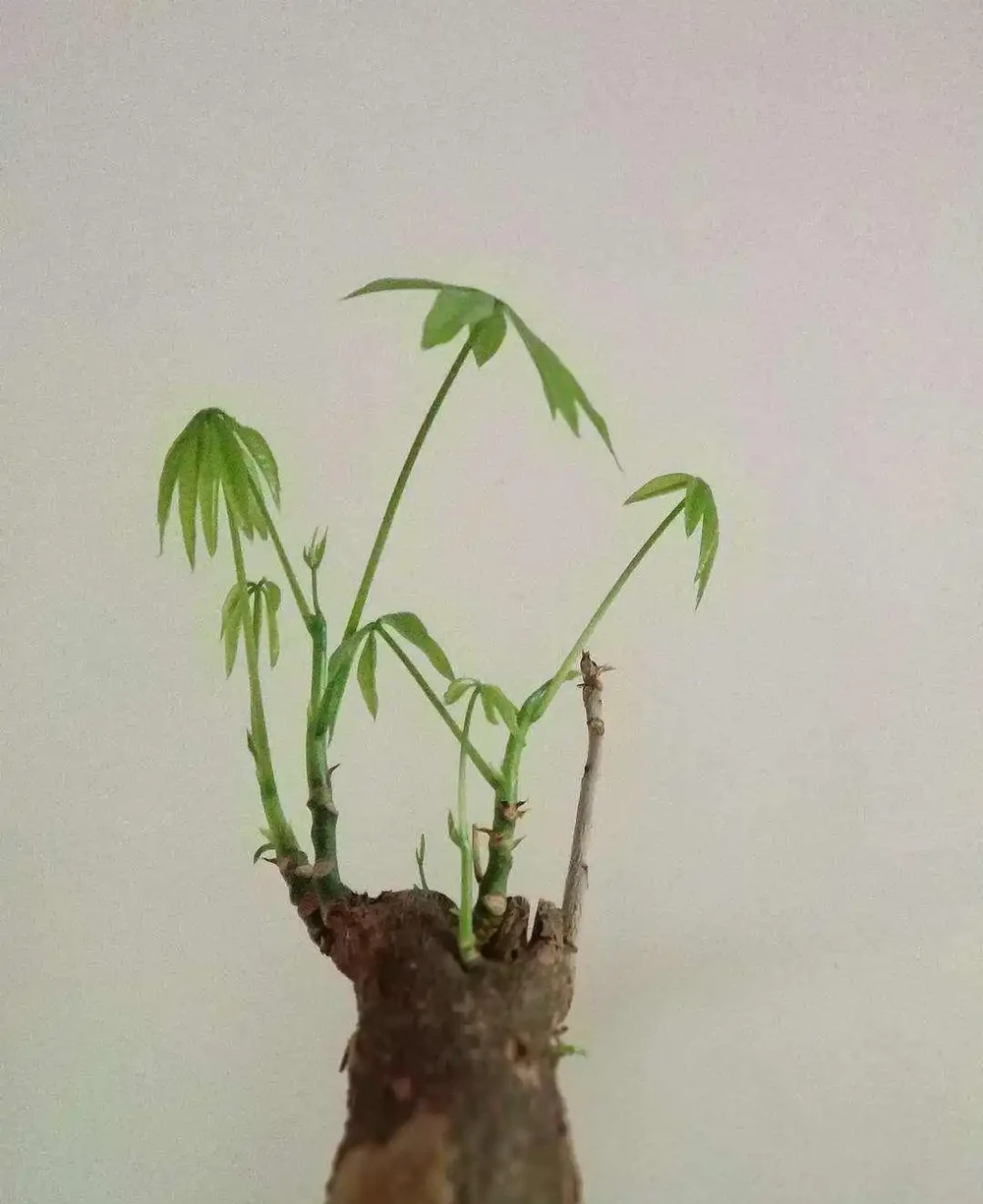 養發財樹,有2個技巧,發芽更多,長得枝葉茂盛四季常綠財運旺