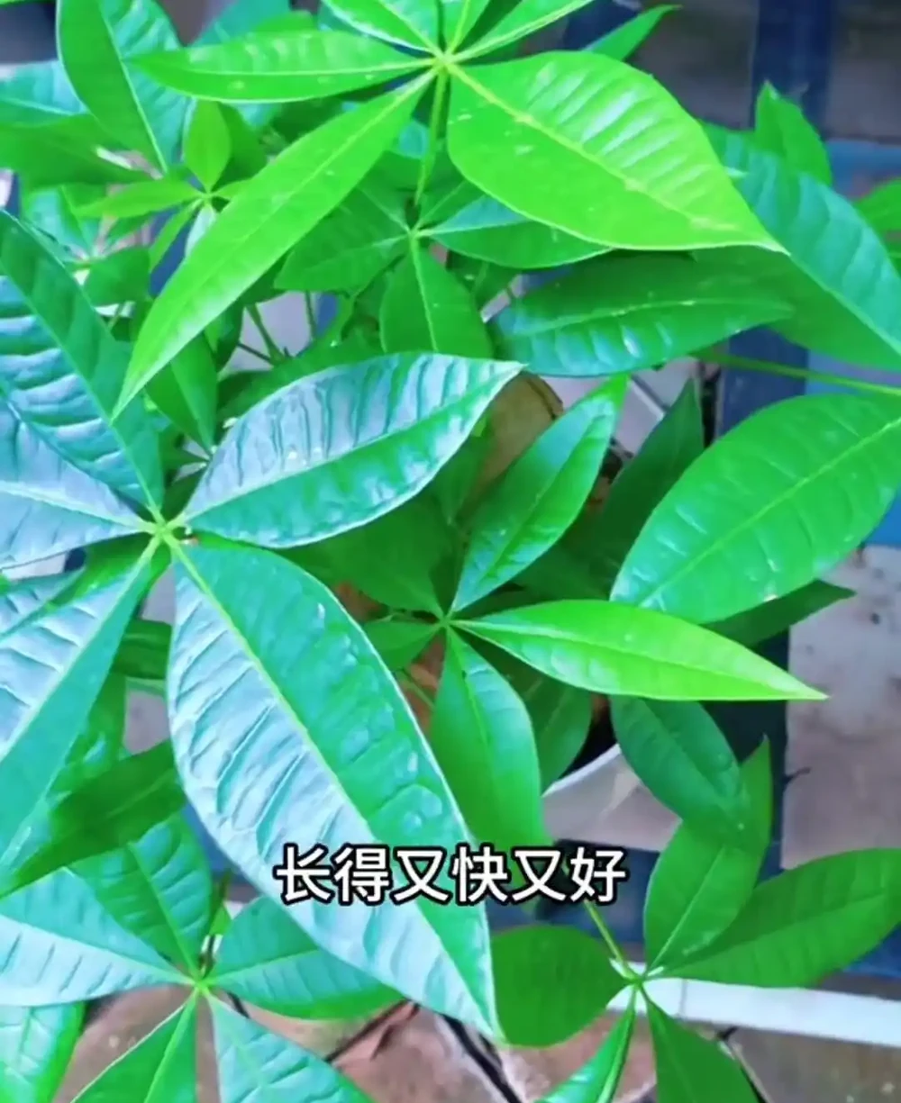 養發財樹,有2個技巧,發芽更多,長得枝葉茂盛四季常綠財運旺