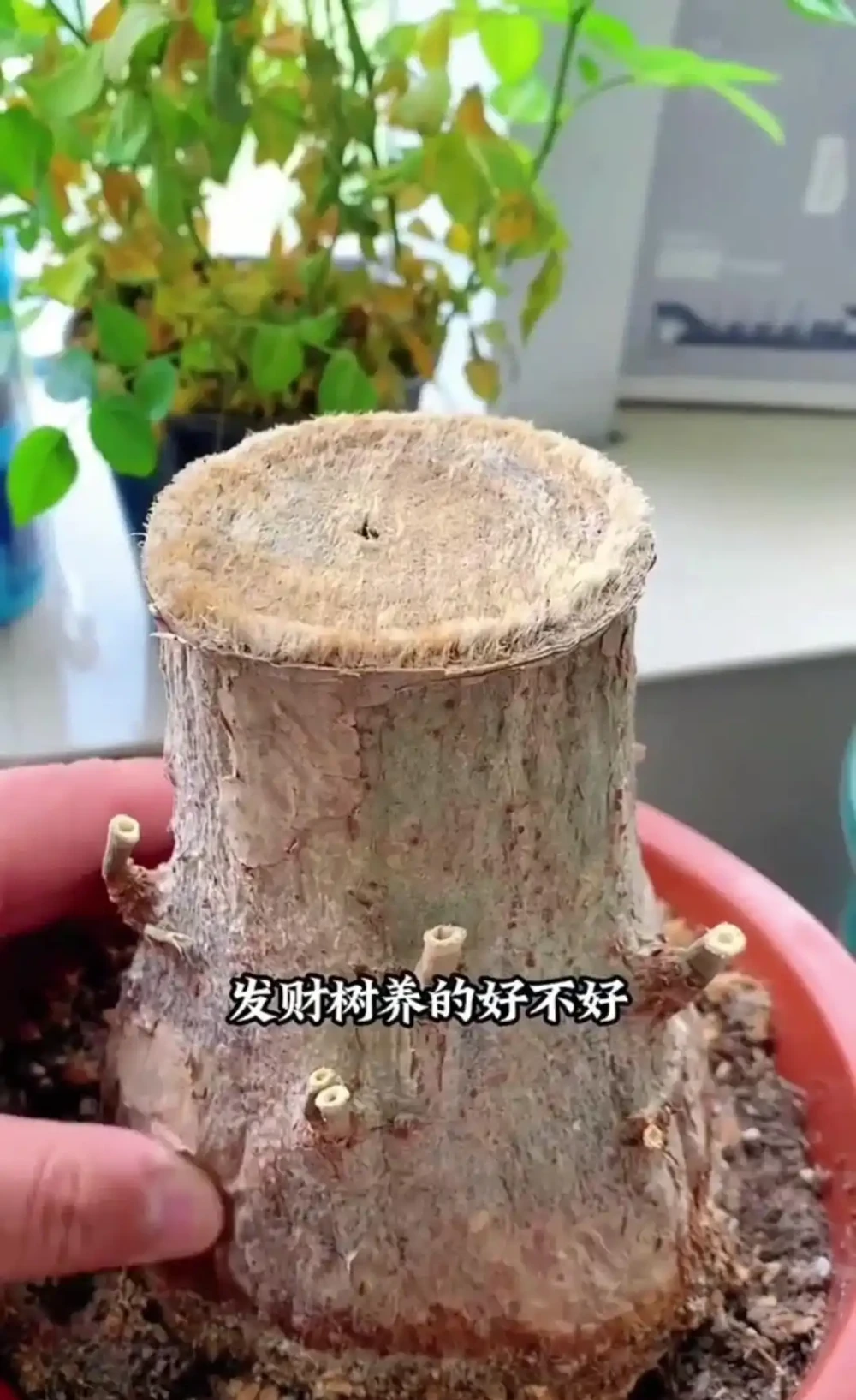 養發財樹,有2個技巧,發芽更多,長得枝葉茂盛四季常綠財運旺