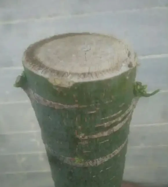 養發財樹,有2個技巧,發芽更多,長得枝葉茂盛四季常綠財運旺
