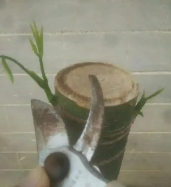 養發財樹,有2個技巧,發芽更多,長得枝葉茂盛四季常綠財運旺