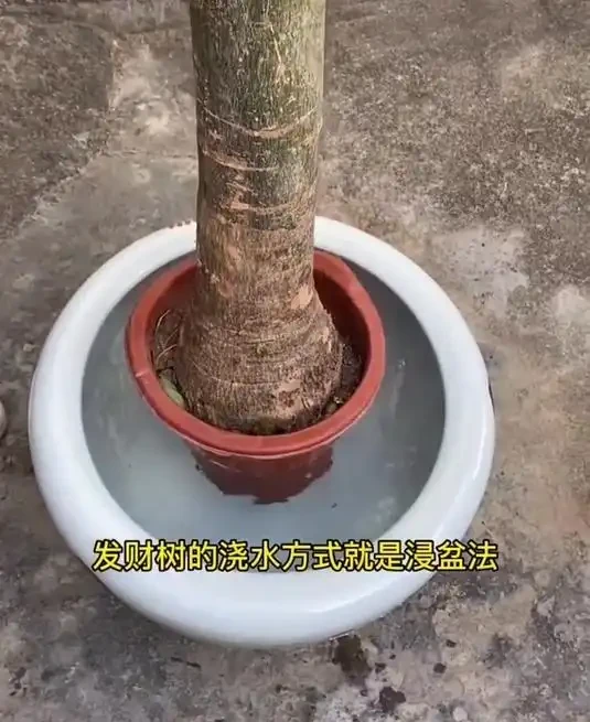 養發財樹,有2個技巧,發芽更多,長得枝葉茂盛四季常綠財運旺