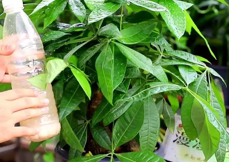 養發財樹,有2個技巧,發芽更多,長得枝葉茂盛四季常綠財運旺