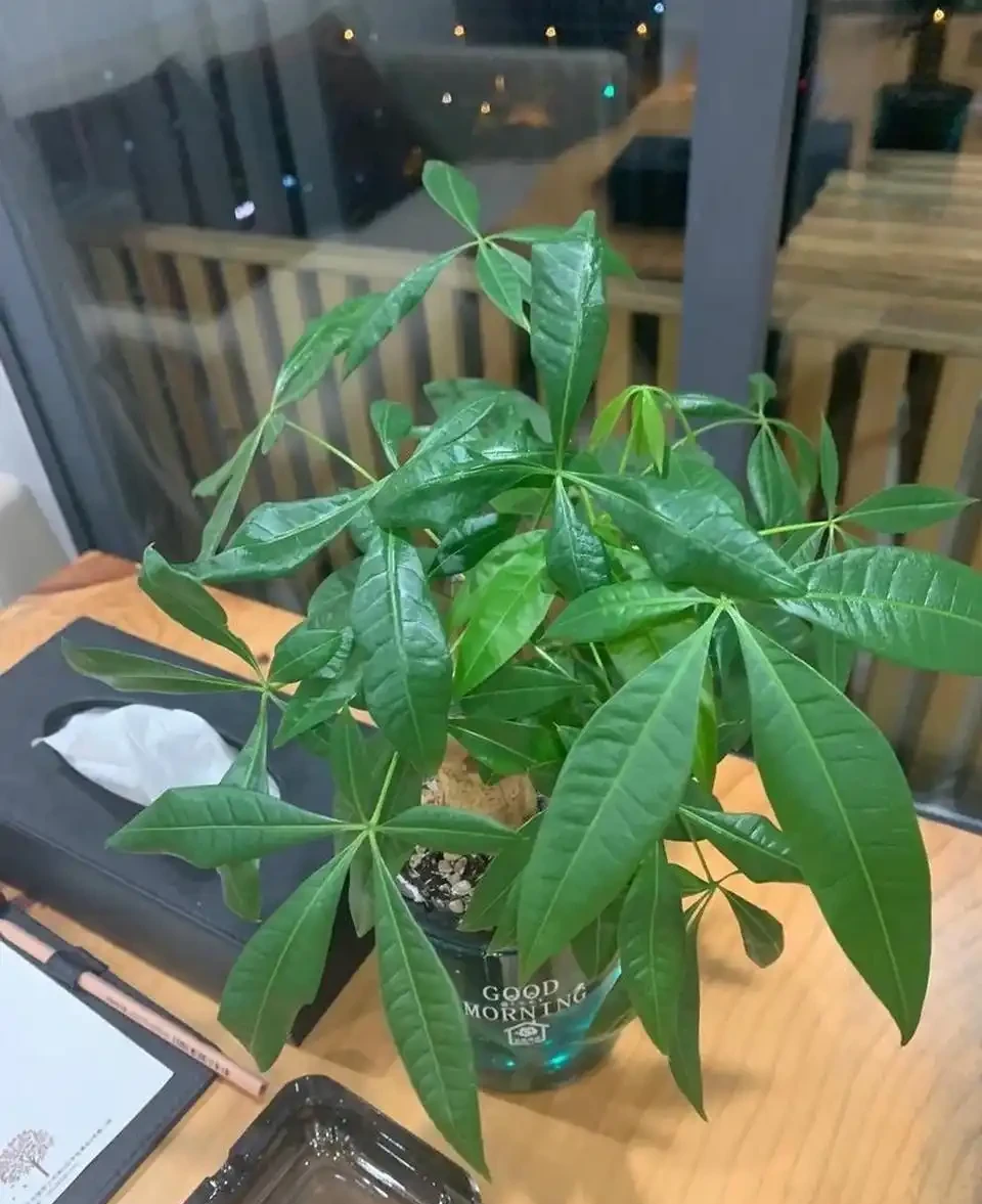 養發財樹,有2個技巧,發芽更多,長得枝葉茂盛四季常綠財運旺