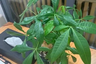 養發財樹，有2個技巧，發芽更多，長得枝葉茂盛四季常綠財運旺