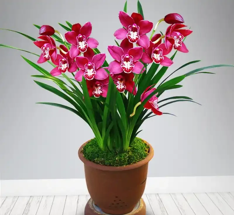 蘭花多久開一次花