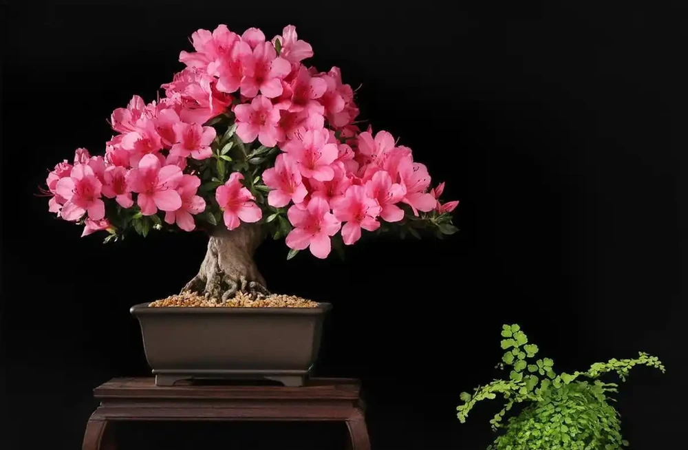 啤酒能澆花嗎?適合澆什麼花?