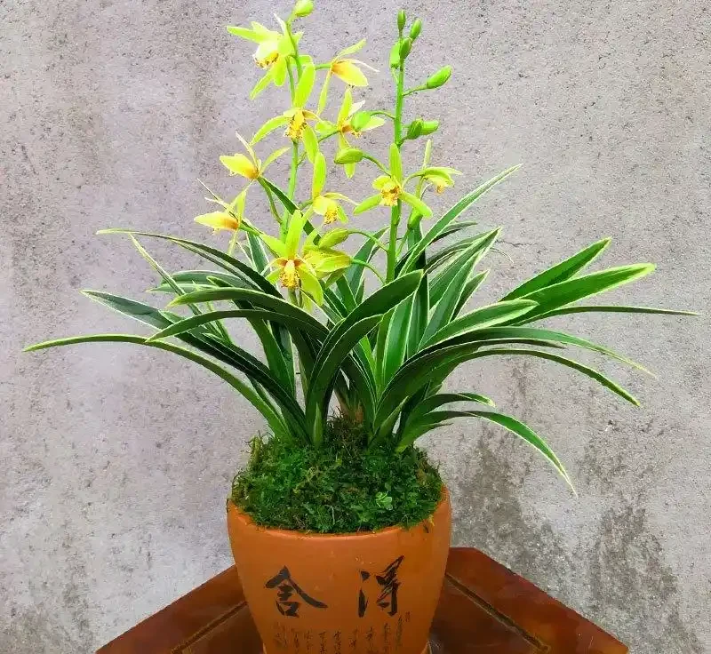 蘭花多久開一次花