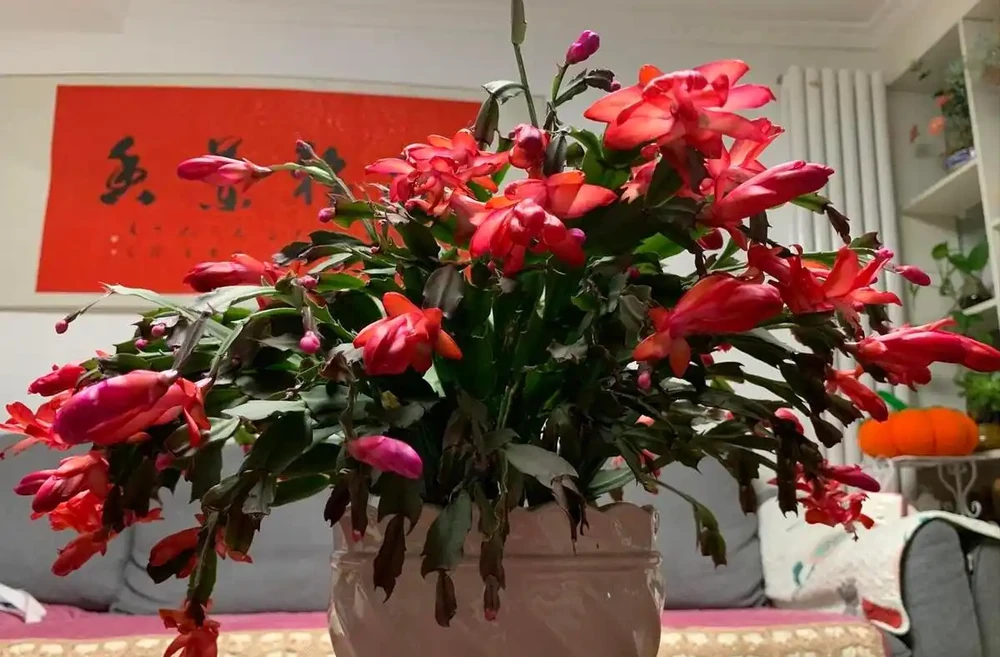 啤酒能澆花嗎?適合澆什麼花?