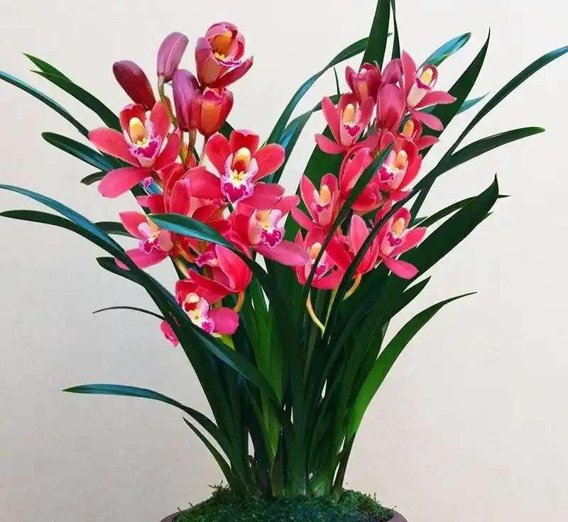 蘭花多久開一次花
