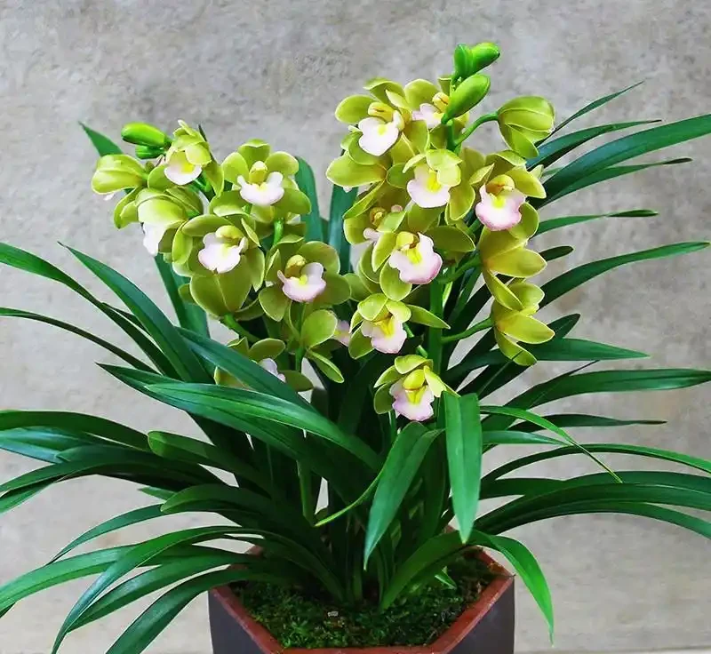 蘭花多久開一次花