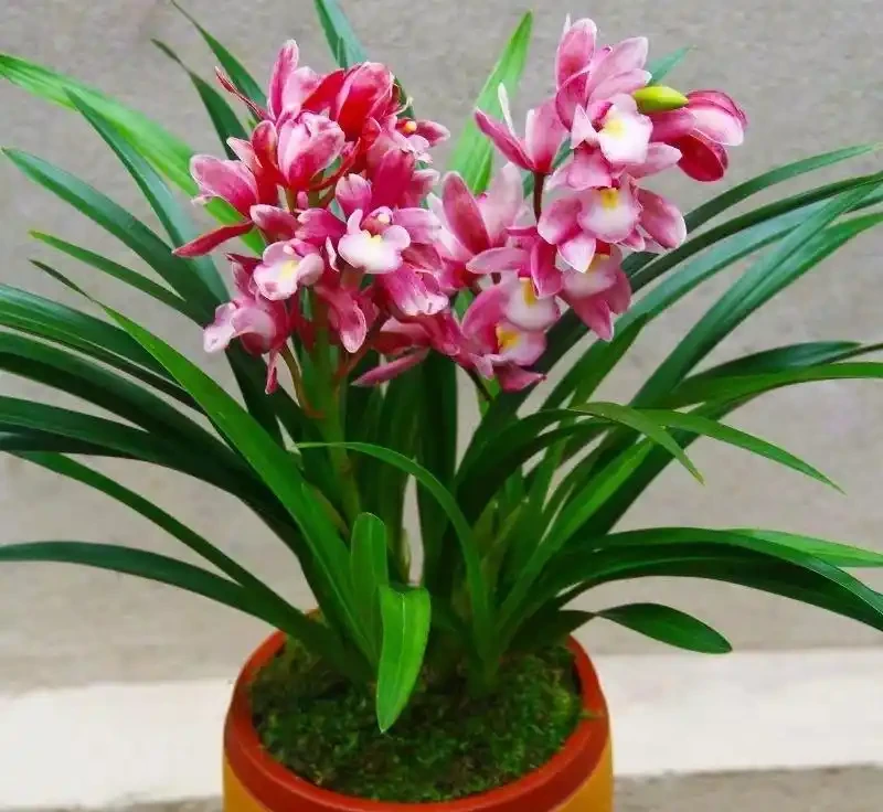 蘭花多久開一次花