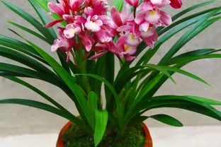 蘭花多久開一次花