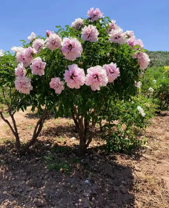 5種「旺財花」,能活一百年,越養越富貴,後代受益,吉利又好看