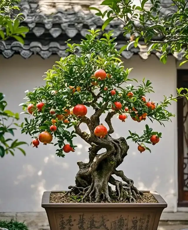 5種「旺財花」,能活一百年,越養越富貴,後代受益,吉利又好看