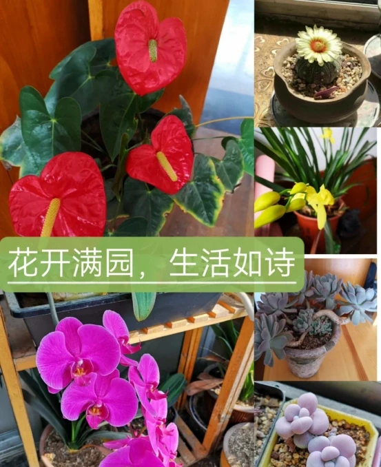5種「旺財花」,能活一百年,越養越富貴,後代受益,吉利又好看