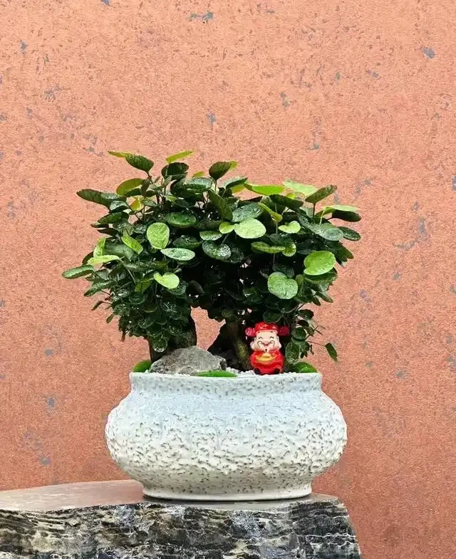 5種「旺財花」,能活一百年,越養越富貴,後代受益,吉利又好看
