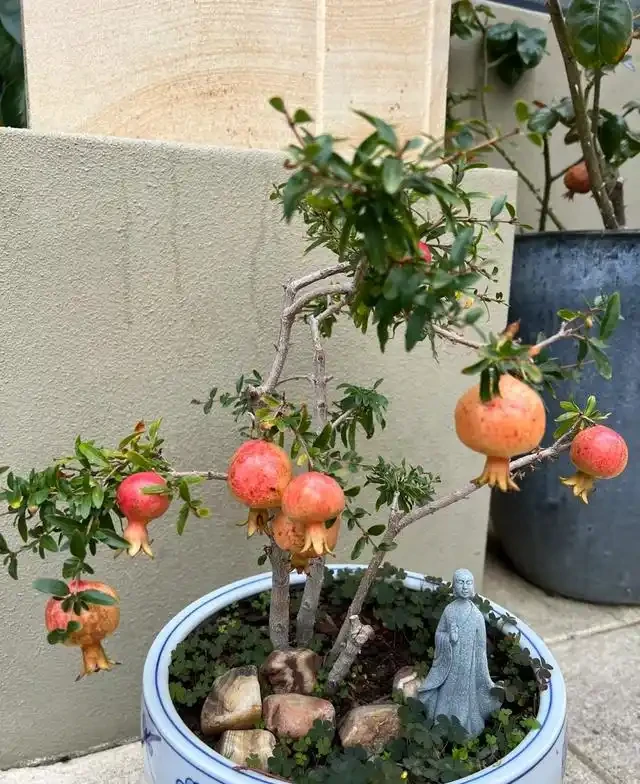 5種「旺財花」,能活一百年,越養越富貴,後代受益,吉利又好看
