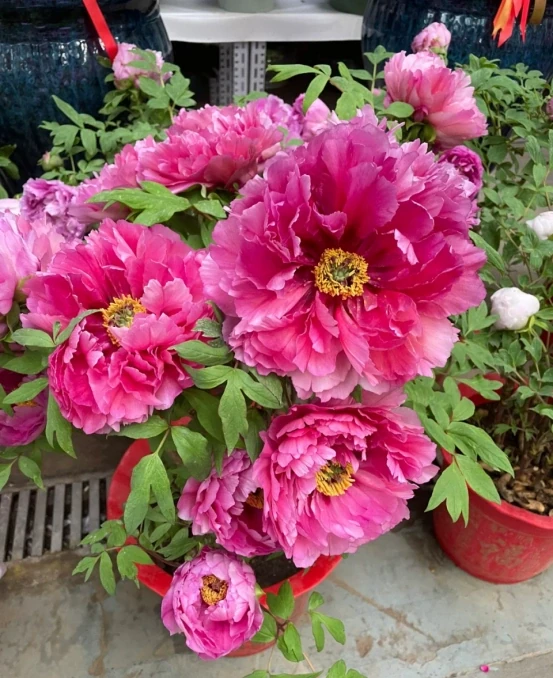 5種「旺財花」,能活一百年,越養越富貴,後代受益,吉利又好看