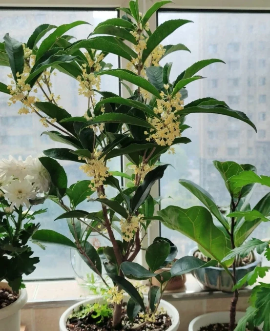 5種「旺財花」,能活一百年,越養越富貴,後代受益,吉利又好看