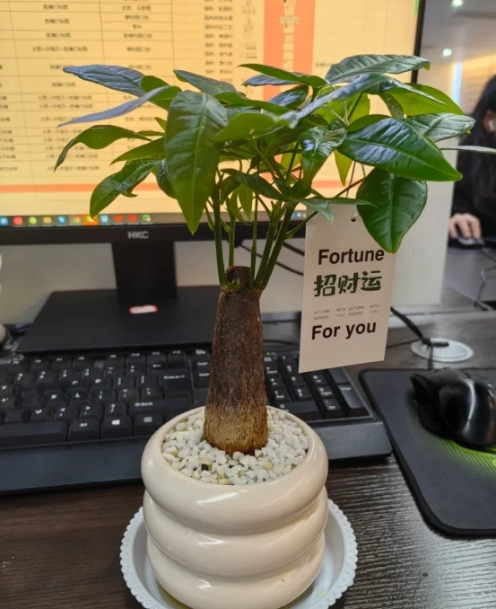 5種「旺財花」,能活一百年,越養越富貴,後代受益,吉利又好看