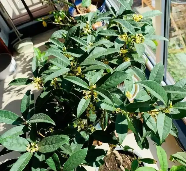 5種「旺財花」,能活一百年,越養越富貴,後代受益,吉利又好看