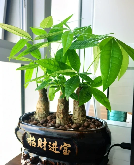 5種「旺財花」,能活一百年,越養越富貴,後代受益,吉利又好看