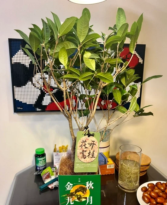 5種「旺財花」,能活一百年,越養越富貴,後代受益,吉利又好看