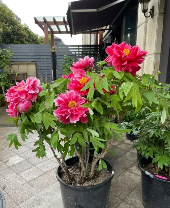 5種「旺財花」,能活一百年,越養越富貴,後代受益,吉利又好看