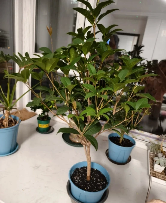 5種「旺財花」,能活一百年,越養越富貴,後代受益,吉利又好看