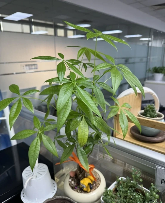 5種「旺財花」,能活一百年,越養越富貴,後代受益,吉利又好看