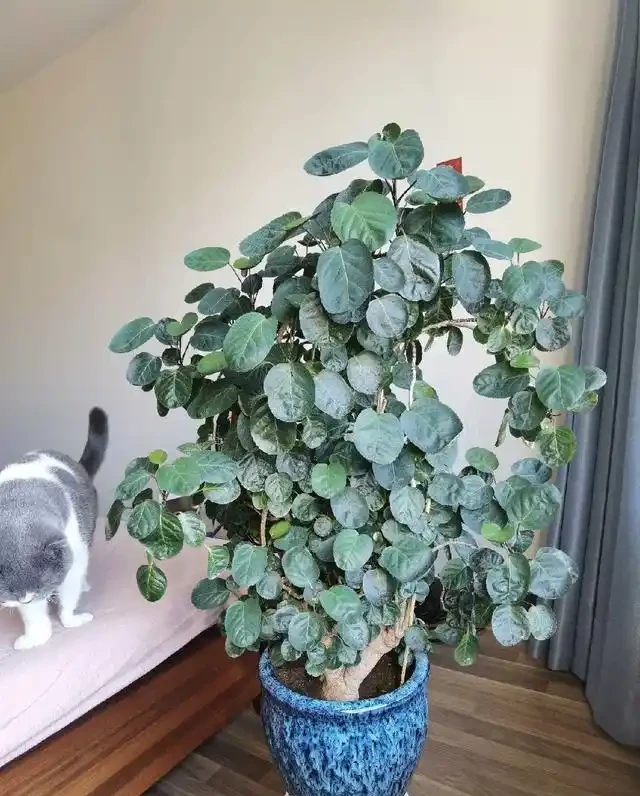 5種「旺財花」,能活一百年,越養越富貴,後代受益,吉利又好看