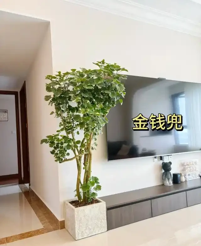 5種「旺財花」,能活一百年,越養越富貴,後代受益,吉利又好看