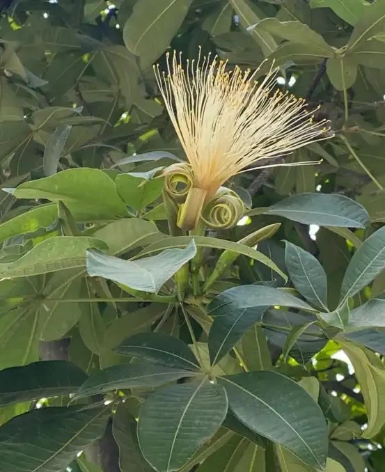5種「旺財花」,能活一百年,越養越富貴,後代受益,吉利又好看