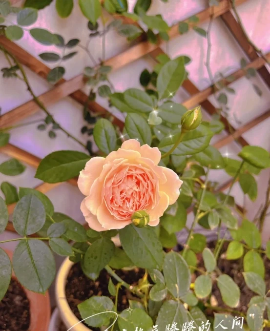 5種「旺財花」,能活一百年,越養越富貴,後代受益,吉利又好看
