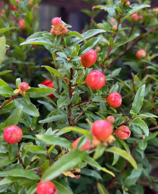 5種「旺財花」,能活一百年,越養越富貴,後代受益,吉利又好看