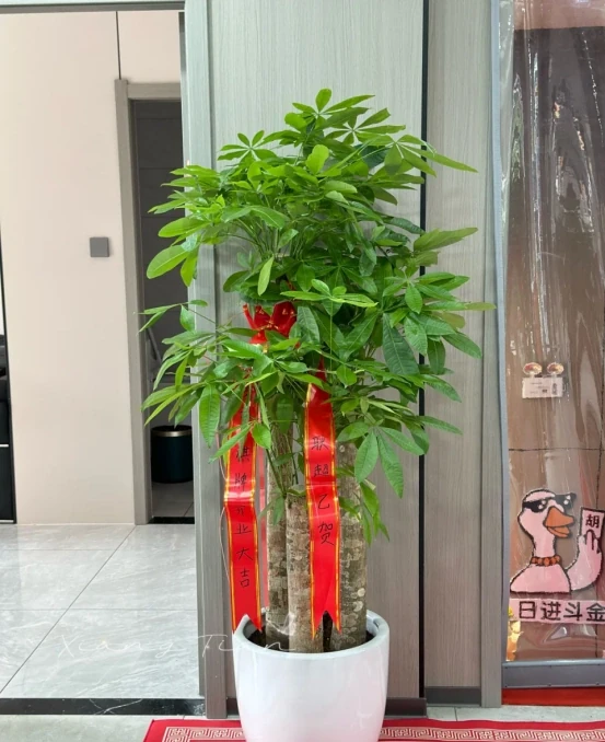 5種「旺財花」,能活一百年,越養越富貴,後代受益,吉利又好看