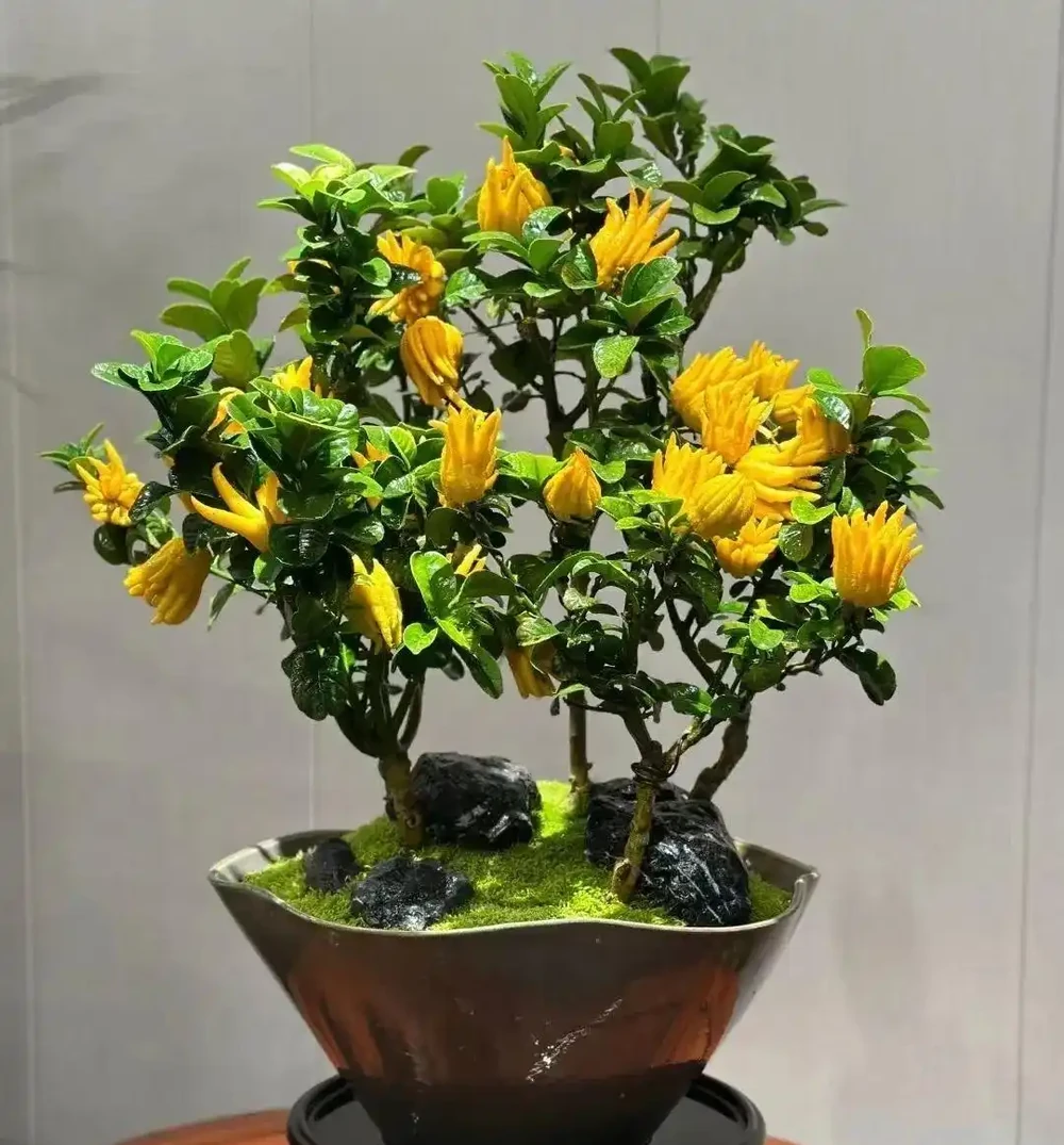 「家有財源花，財源滾滾來」，這7種花好看招財，還寓意富貴吉祥