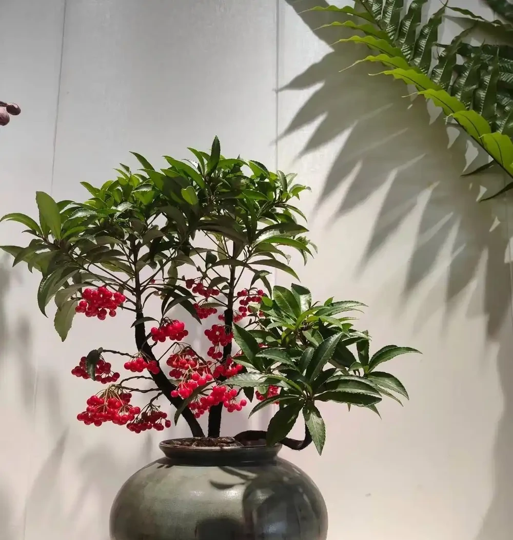 「家有財源花，財源滾滾來」，這7種花好看招財，還寓意富貴吉祥