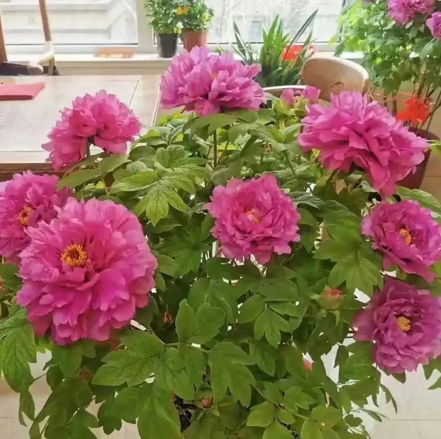 「家有財源花，財源滾滾來」，這7種花好看招財，還寓意富貴吉祥