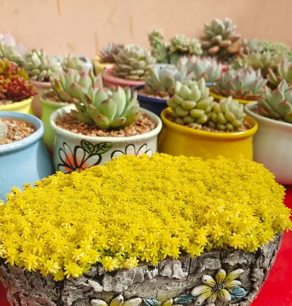 「家有財源花，財源滾滾來」，這7種花好看招財，還寓意富貴吉祥
