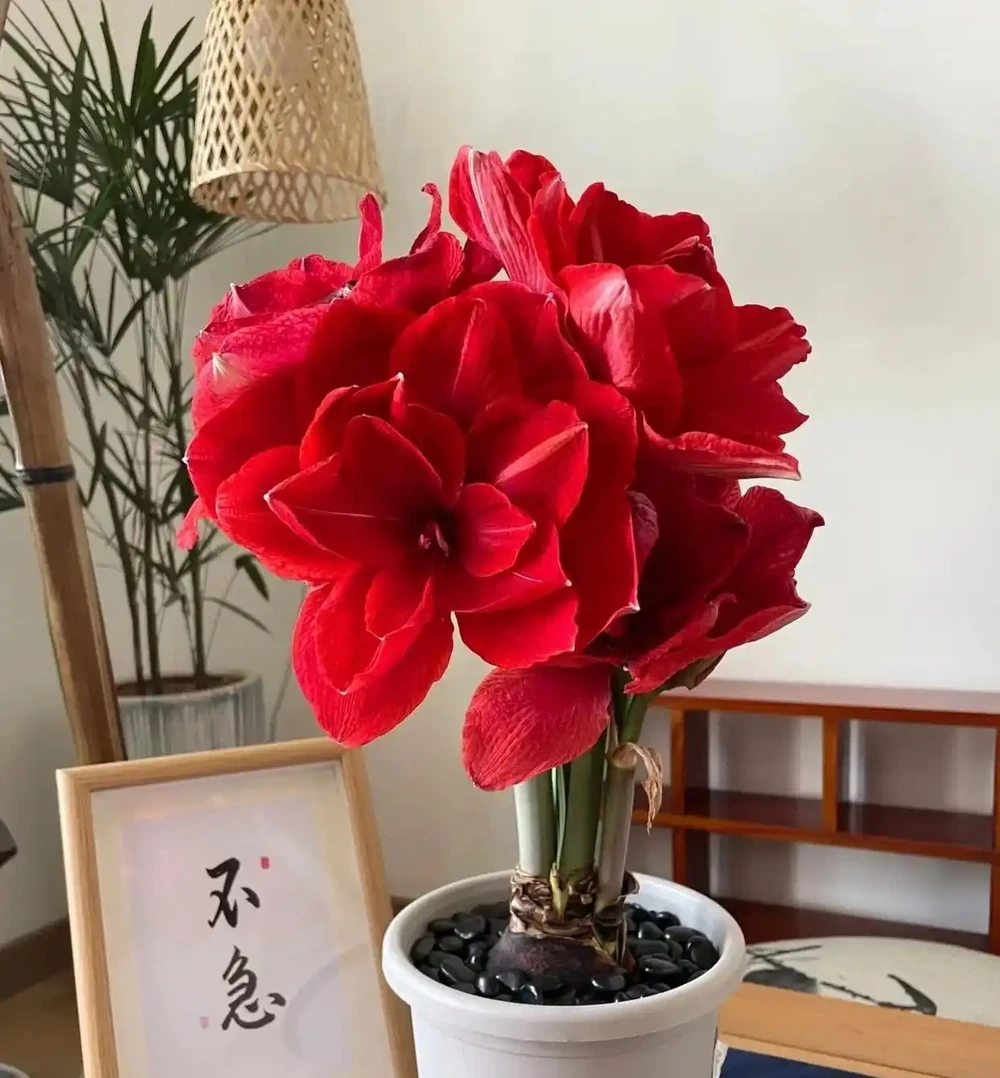 「家有財源花，財源滾滾來」，這7種花好看招財，還寓意富貴吉祥