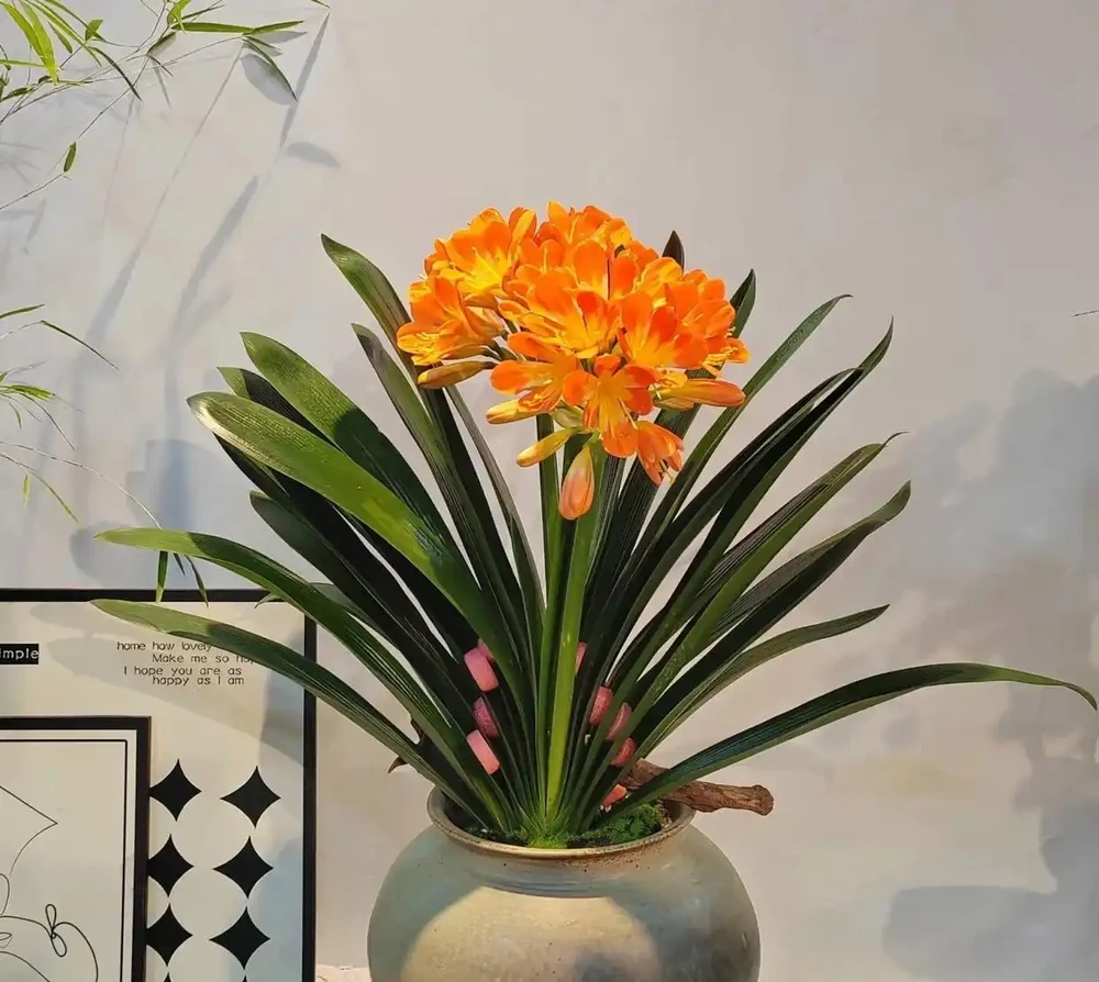 「家有財源花，財源滾滾來」，這7種花好看招財，還寓意富貴吉祥