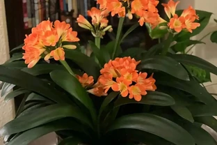 「家有財源花，財源滾滾來」，這7種花好看招財，還寓意富貴吉祥
