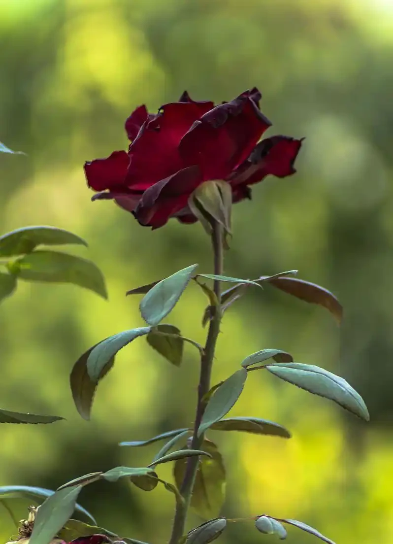玫瑰花枯萎了怎麼救活