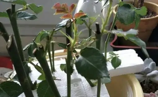 陽臺種一盆它,一個枝條插土裡,10天長根,開花一大片,比月季美