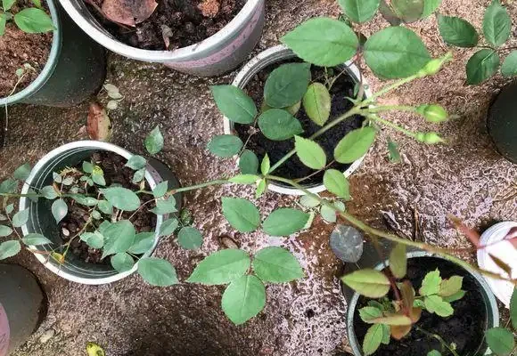 陽臺種一盆它,一個枝條插土裡,10天長根,開花一大片,比月季美