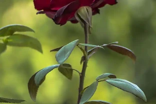 玫瑰花枯萎了怎麼救活